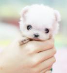 �ɰ����������Ĳ豭Ȯ