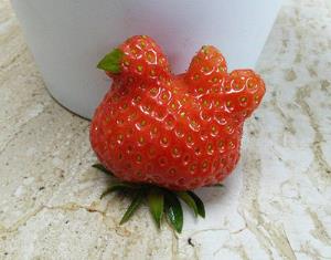 苏格兰发现鸡形草莓 网友齐晒“成精”蔬果