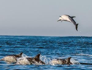 壮观！摄影师抓拍海豚穿越印度洋