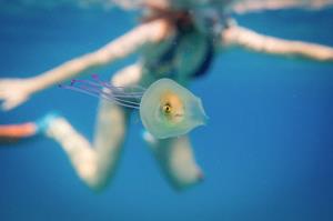 �鱼“搭便车”藏身水母腹中 潜水摄影师拍下奇妙一幕