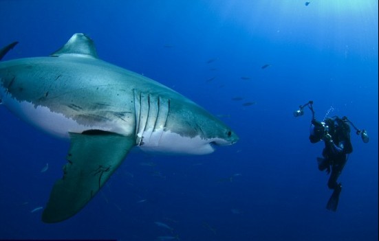 摄影师拍下大白鲨咧嘴微笑罕见画面组图